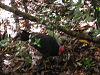 s_A_PICT0179_thumb.png